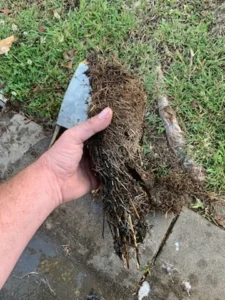 A hand holding a clump of soil and grass outdoors on a concrete path